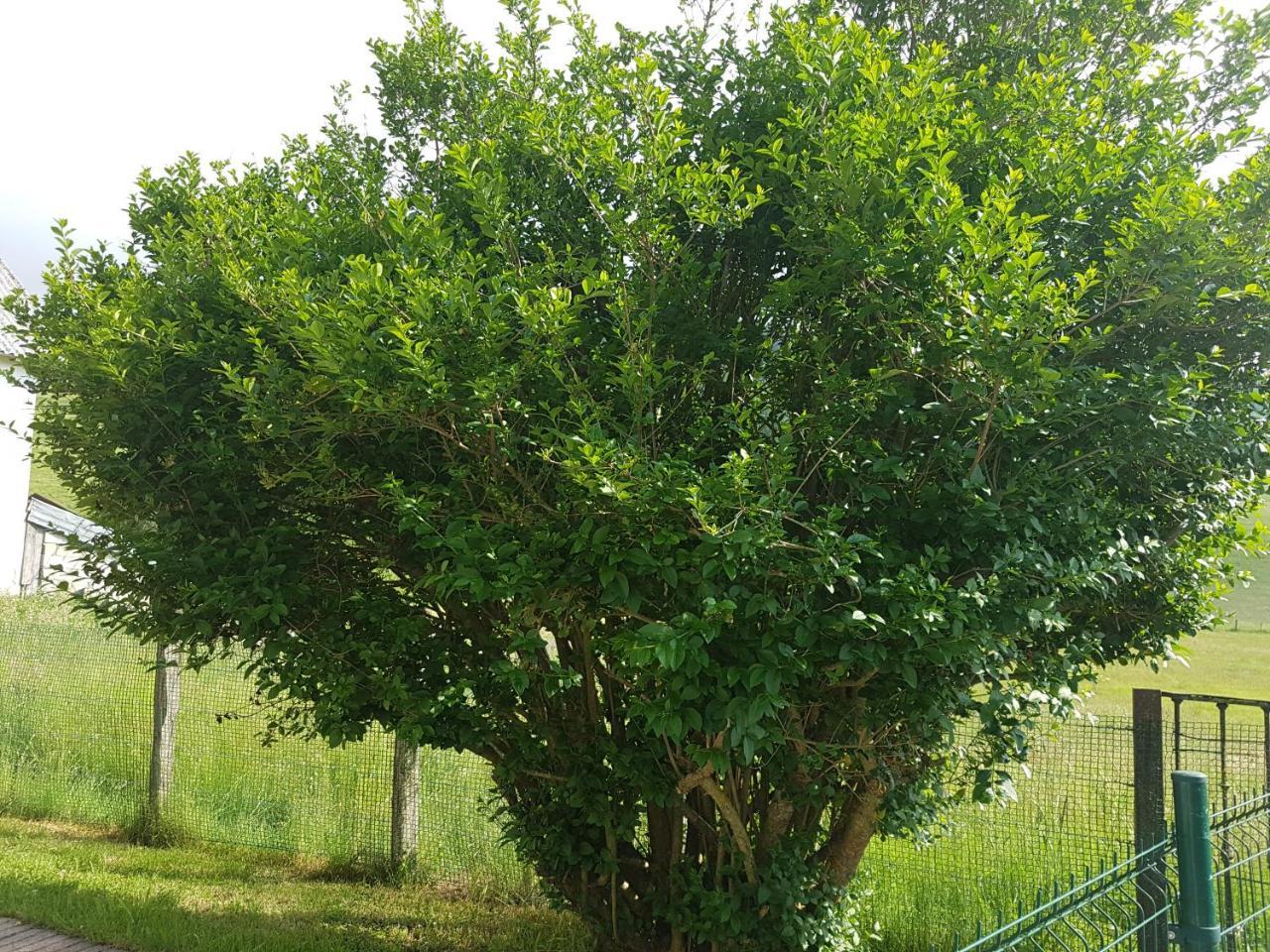 Appartamento Casa Rural Oihan - Eder Espinal-Auzperri Esterno foto